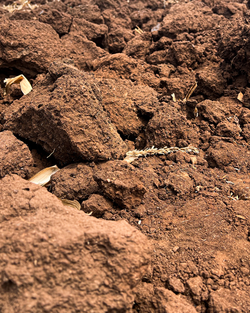 Hardpan ground in Malawi