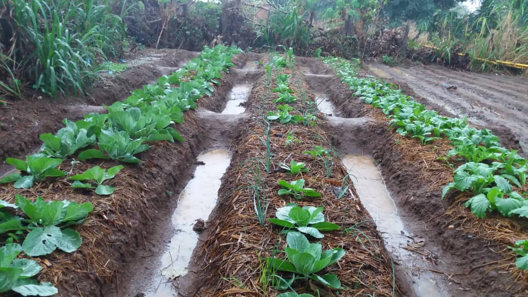 Deep Bed trenches retaining rain water